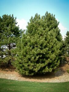 Сосна Чёрная (Pinus Nigra) купить по цене от 270.00р. в интернет-магазине «Посадика» с доставкой почтой в в Урюпинске и по всей России – [изображение №1].