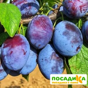 Слива Чачакская ранняя купить по цене от 229.00р. в интернет-магазине «Посадика» с доставкой почтой в в Урюпинске и по всей России – [изображение №1].