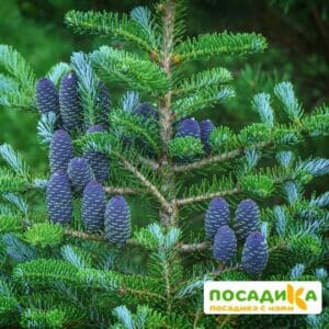 Пихта корейская (Abies koreana) купить по цене от 450.00р. в интернет-магазине «Посадика» с доставкой почтой в в Урюпинске и по всей России – [изображение №1].