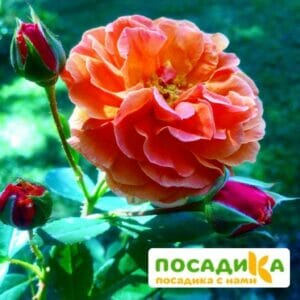 Роза Арабия купить по цене от 350.00р. в интернет-магазине «Посадика» с доставкой почтой в в Урюпинске и по всей России – [изображение №1].