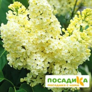 Сирень Примроуз (Primrose) купить по цене от 529.00р. в интернет-магазине «Посадика» с доставкой почтой в в Урюпинске и по всей России – [изображение №1].