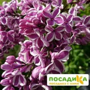 Сирень Сенсация купить по цене от 529.00р. в интернет-магазине «Посадика» с доставкой почтой в в Урюпинске и по всей России – [изображение №1].