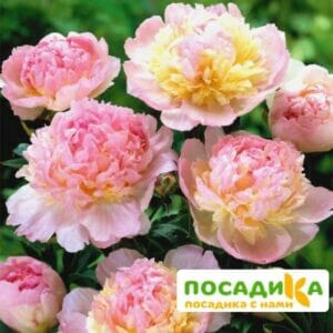 Пион Распберри Сандей (Paeonia Raspberry Sundae) купить по цене от 959р. в интернет-магазине «Посадика» с доставкой почтой в в Урюпинске и по всей России – [изображение №1].