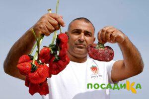 Клубника Гигант Джорнея купить по цене от 266р. в интернет-магазине «Посадика» с доставкой почтой в в Урюпинске и по всей России – [изображение №1].