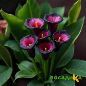 Калла Аура Лейс купить по цене от 400р. в интернет-магазине «Посадика» с доставкой почтой в в Урюпинске и по всей России – [изображение №1].