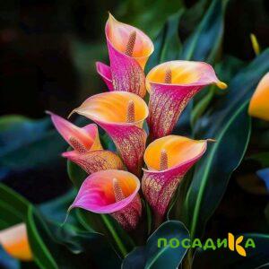 Калла Оникс купить по цене от 450р. в интернет-магазине «Посадика» с доставкой почтой в в Урюпинске и по всей России – [изображение №1].