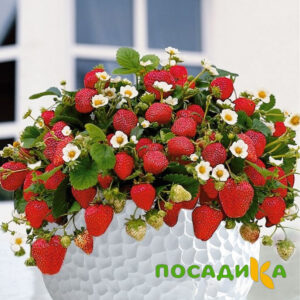 Клубника Рубиновый Шепот (горшечная) купить по цене от 240р. в интернет-магазине «Посадика» с доставкой почтой в в Урюпинске и по всей России – [изображение №1].