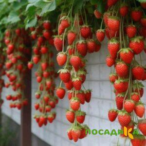 Клубника вьющаяся Комплимент купить по цене от 470р. в интернет-магазине «Посадика» с доставкой почтой в в Урюпинске и по всей России – [изображение №1].