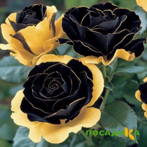 Роза Ханни Сикл купить по цене от 700р. в интернет-магазине «Посадика» с доставкой почтой в в Урюпинске и по всей России – [изображение №1].