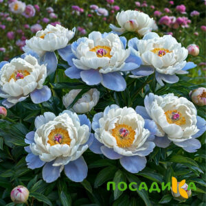 Пион акварельный Этюд купить по цене от 806р. в интернет-магазине «Посадика» с доставкой почтой в в Урюпинске и по всей России – [изображение №1].