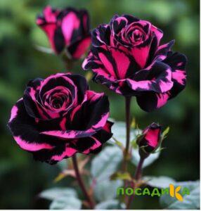 Роза Багровый Шепот купить по цене от 366р. в интернет-магазине «Посадика» с доставкой почтой в в Урюпинске и по всей России – [изображение №1].