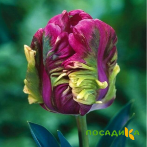 Тюльпан Экзотик Хэвен купить по цене от 186р. в интернет-магазине «Посадика» с доставкой почтой в в Урюпинске и по всей России – [изображение №1].