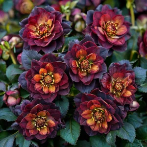 Морозник Сноу Дроп купить по цене от 348р. в интернет-магазине «Посадика» с доставкой почтой в в Урюпинске и по всей России – [изображение №1].