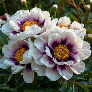 Пион Эко Саммер купить по цене от 548р. в интернет-магазине «Посадика» с доставкой почтой в в Урюпинске и по всей России – [изображение №1].